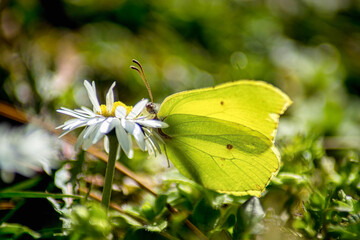 butterfly on flower