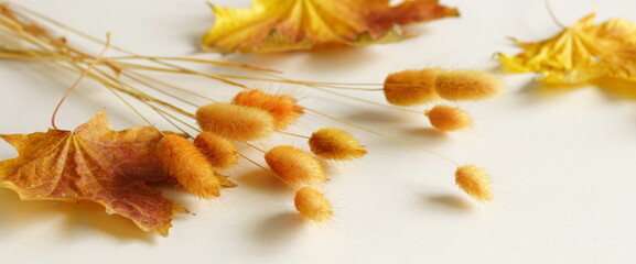 Autumn background banner.Fall leaves and grass in orange color top view frame on light background with copy space. Floral card.