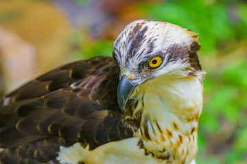 Close-up headshot photography of a redtail hawk. Selective focus on the eye.