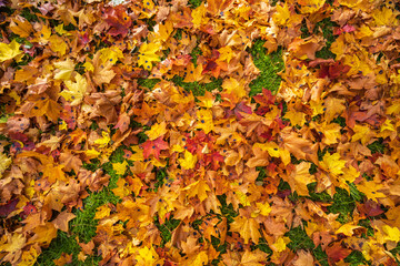 Colorful leaves of a tree at autumn, autumn background