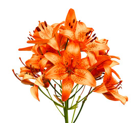 Orange lily flowers on transparent background