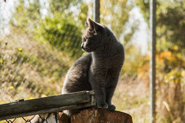 Young grey stray street cat closeup in sunny day
