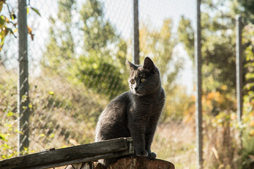 Young grey stray street cat closeup in sunny day