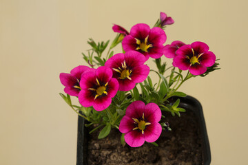 Pink petunia flowers on a beige background.