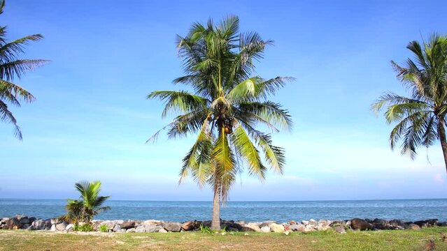 Palmier adulte et jeune au bord de la mer