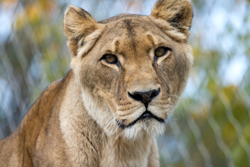 Obraz na płótnie Canvas Animal portrait closeup lioness female oblique side