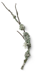 natural winter twig with lichens, isolated seasonal design element, flat lay / top view with subtle...