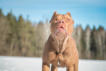 A beautiful thoroughbred young pit bull terrier is playing cheerfully on a snowy field.
