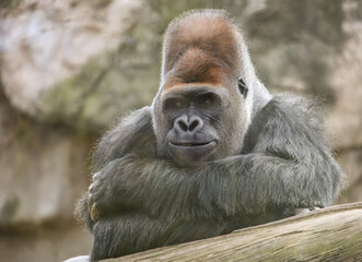 Leader of the gorillas poses in calm environment.