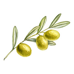 watercolor drawing olive branch with green fruits and leaves isolated at white background, hand drawn illustration