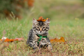 Portrait of a striped funny kitten with a dry leaf on its head.A small kitten in a walking harness on the street on an autumn day.