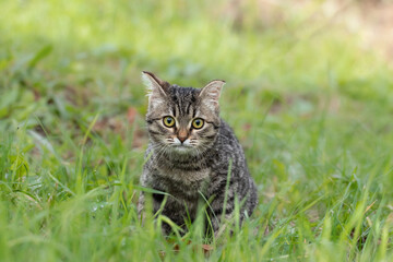 Naklejka na ściany i meble Portrait of a kitten with big yellow eyes.Cute tabby kitten with big eyes sits in the green grass.
