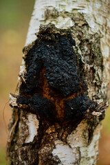 Chaga mushroom, inonotus obliquus grows on a birch tree. Whole and broken piece. Natural medicine