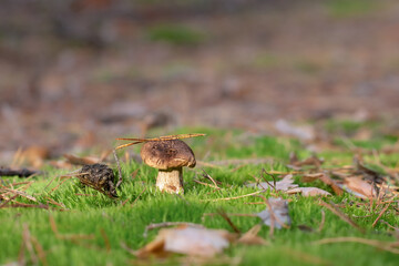 Mushroom in the forest against the background of green vegetation. Awesome mushroom grows in wildlife.