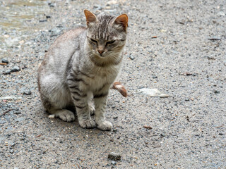 stray cat on sitting on the street