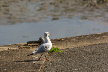  seagull walking on the dock