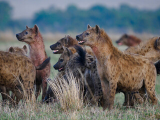 Gevlekte hyena in natuurreservaat Masai Mara, Kenia
