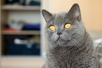 A gray cat of British breed with yellow eyes looks into the lens. Close up.