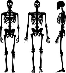 Vector skeletons icon set on isolated white background