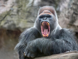 Alpha male gorilla  yawns irritably, showing dangerous fangs and teeth.