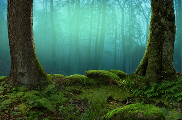 Misty forest landscape. Blue mist, trees silhouettes, mossy stones, mossy trees