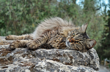 Beautiful cat guarding the ruins at the Acropolis in Athens