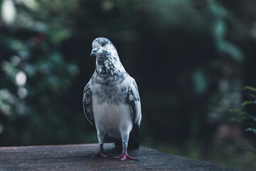 bird perched on wood in dark green garden background.