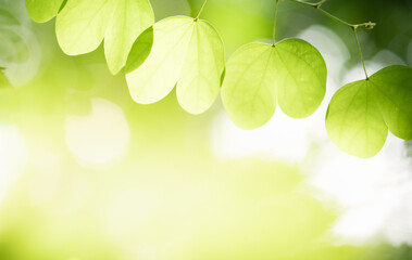Nature of green leaf in garden. Natural green leaves plants using background cover page environment ecology or greenery wallpaper