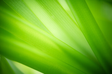 Nature of green leaf in garden. Natural green leaves plants using background cover page environment ecology or greenery wallpaper