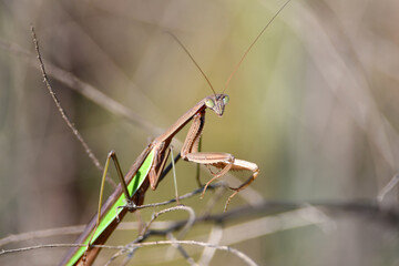 Close up of a praying mantis 