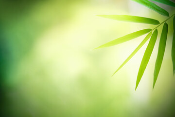 Nature of green leaf in garden. Natural green leaves plants using as spring background cover page environment ecology or greenery wallpaper