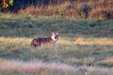 Obraz na płótnie Canvas Coyote standing in sheep pasture along electric fence