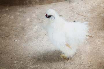 White hen chicken walking outdoors on the courtyard in farm village in sunny weather.