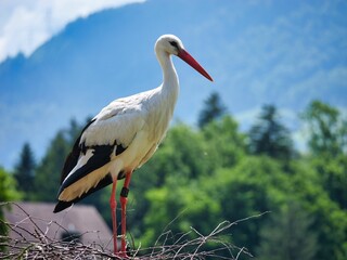Profile portrait of a white stork perching in the greenery on a sunny day © Interlumix/Wirestock Creators