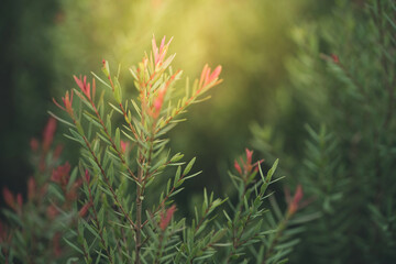 Nature of green leaf in garden. Natural green leaves plants using as spring background cover page environment ecology or greenery wallpaper