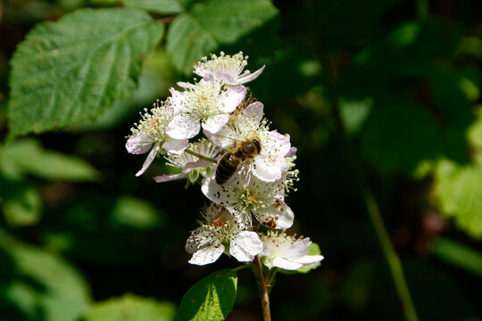 Honigbiene auf Bluete der Brombeere (Rubus Fructicosus L.) Thueringen, Deutschland, Europa  -
Honeybee on blossom of the Blackberry (Rubus fructicosus L.) Thuringia, Germany, Europe 
