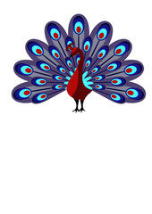 Peacock. Blue, burgundy and cyan colors. Stock vector design. Isolated transparent background.	