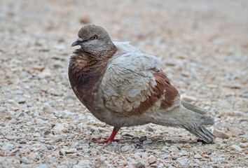 Brown and gray pigeon on one leg on a gravel road
