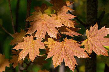 Close-up of maple leaves in autumn on a natural blurred background of nature.