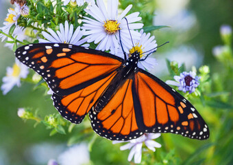 Monarch butterfly on flowers in garden in Maine