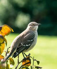 Closeup of a Large gray bird perched in a bush during the fall season.