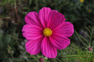 Blüten, Blumen, Blüte