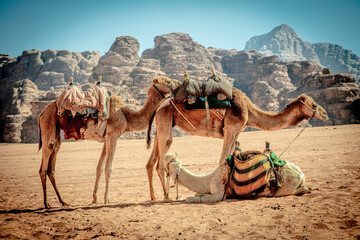 dromedaries rest in the wadi rum desert