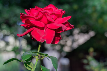 Obraz premium Red Rose