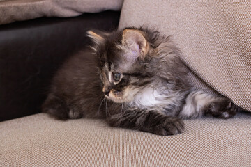 Small gray kitten with sore eyes closeup
