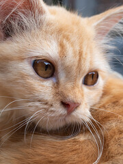 brown house cat with cute face