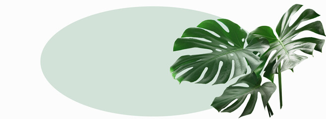 Close-up monstera leaves in oval nature floral background. art border design of nature. Banner format with place for text © shediva