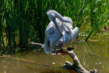 great blue heron ardea alba