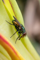 a fly lands on a flower