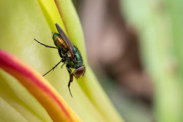 a fly lands on a flower